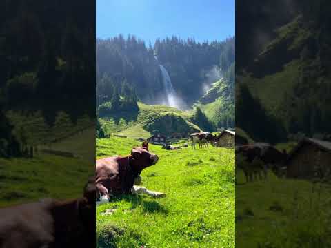 طلعت يا محلا نورها شمس الشموسة