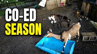 Why Our Nigerian Dwarf Buck Is Living With the Does
