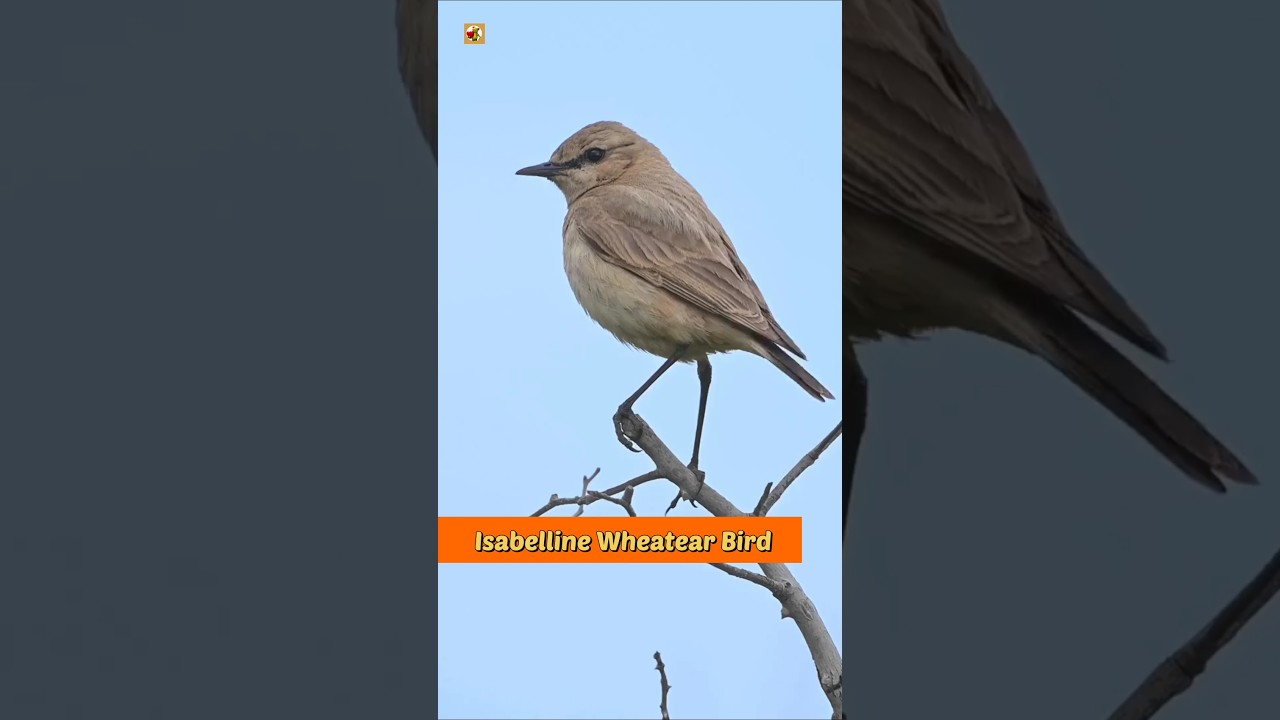 Isabelline Wheatear Bird Sounds (Perched On A Branch)