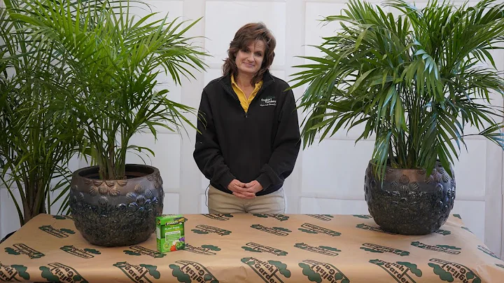 How to Care for a Majesty Palm ENGLISH GARDENS