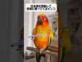 この鳥、絶対理解してるwww #セキセイインコ #暮らしチャンネル #暮らし #コガネメキシコインコ #インコ #birds #癒し #ペット #面白い #かわいい #動物 #インコのいる暮らし