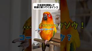 この鳥、絶対理解してるwww #セキセイインコ #暮らしチャンネル #暮らし #コガネメキシコインコ #インコ #birds #癒し #ペット #面白い #かわいい #動物 #インコのいる暮らし