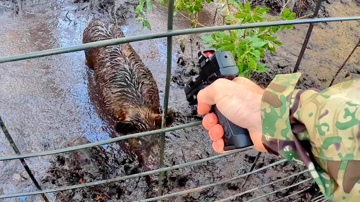 Major Redemption on Big Pack of Wild Hogs!