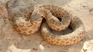 Prairie Rattlesnake | may be dangerous, but they are not aggressive