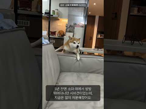 이 강아지, 5년 전이랑 지금이랑 뭐가 달라졌을까요?