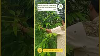 Macam mana nak kenal dahan jantan dan dahan betina pokok durian
