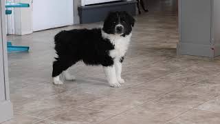 Mini Australian Shepherd Puppy For Sale