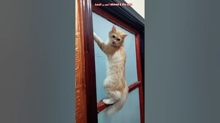 Video 11800351: talking, funny cat, cute cat