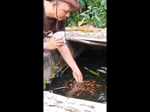 koi carp fish hand feeding (Koi Fry)