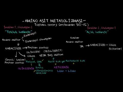 Amino Asit Metabolizmasına Genel Bakış (Biyoloji)