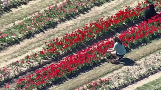 Tulips are blooming in North Texas