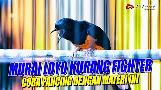 MURAI KURANG FIGHTER !! coba pancing dengan materi ini 99,9% ampuh mendongkrak emosi | shama bird