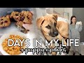 Vlog puppy updates some nerves diet changes target trip  more