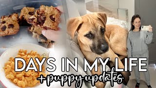 VLOG: puppy updates, some nerves, diet changes, target trip + MORE!