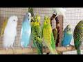 12 hour Playful Budgie Sounds Compilation 🐦 | Chirping & Talking Fun