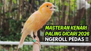 Terbukti AMPUH!! Terapi Kenari Macet Bunyi Paling Ampuh 2026 - 3 Hari Bunyi Lagi!