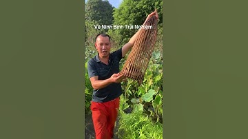 Về Ninh Bình Trải Nghiệm Thả Đó Cá Rô Tổng Trường