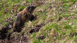 Marmotta imbranata - funny animals