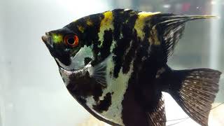The Shining Stars of the Aquarium Gold Marble Angelfish Pterophyllum scalare Species Profile