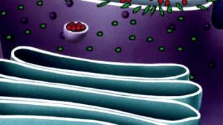Famous Post-translational modification | Protein Synthesis | Golgi Apparatus Net Worth