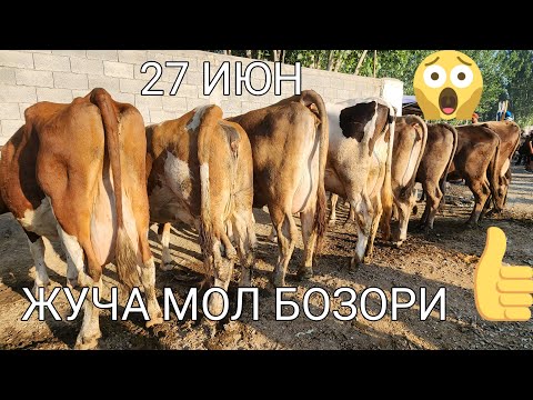 ЖУЧА МОЛ БОЗОРИ