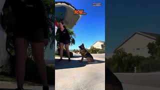 🐶🦮Meet Bella, an 11-month-old German Shepherd, completed our 3-Week Reactive Dog Training Program!