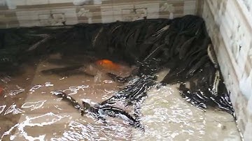 Chia sẻ kinh nghiệm nuôi cá lóc hoa ( cá chuối hoa) trong bể xi măng