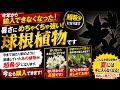 【要注意】当たり前に買えていた“あの花”が消えます。