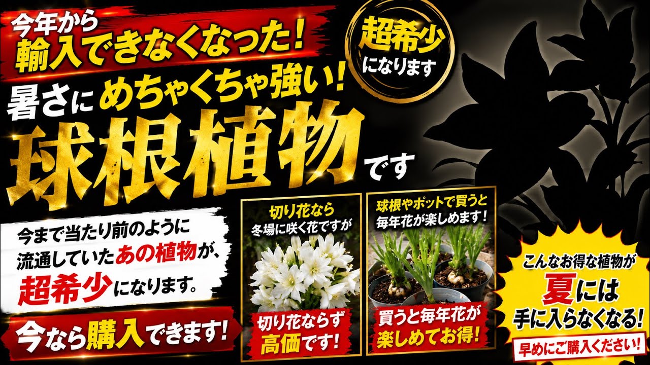 要注意】当たり前に買えていた“あの花”が消えます。 - YouTube