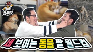 사실상 학창시절 빌런 찾기, 강해보이는 동물짤 월드컵