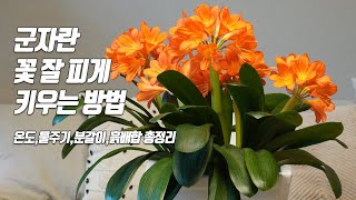 군자란 꽃 잘 피게 키우는 방법 - 관리법 물주기 분갈이 흙배합 아파트정원 홈가드닝 How to make Clivia bloom well