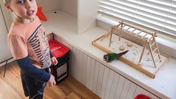Trello Talks and Plays with Little Kids (Green Cheek Conure)