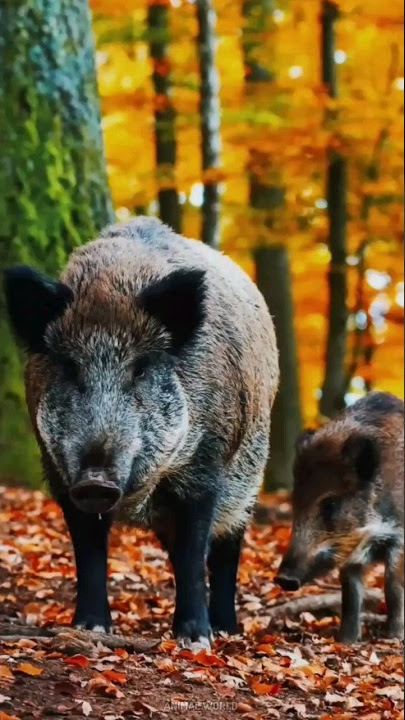 🐗 Wild Boar: Razorback Rampage ||#wildboar