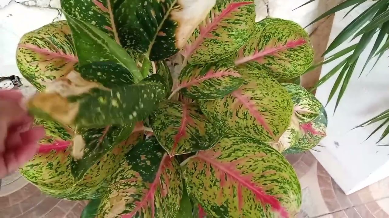 Acompáñenme a un recorrido x el jardín de@ Doña Adriana @# suculentas # plantas hornamentales#🥀🌺🌹🪻💐🌿