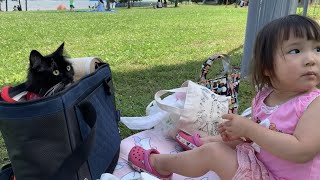ピクニックに付き合う猫　ラガマフィン　A cat who came to a picnic. Ragamuffin.