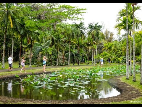 Pamplemousses Botanical Garden, in Mauritius