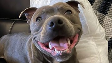 HOW TO CARTOON - DOG FULL TUTORIAL (ADOBE ILLUSTRATOR )