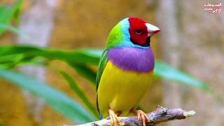 خلفيات ألوان الطيور المريحة | Birds have beautiful colors HD