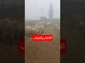 خطر يهدد القطيع ماذا تفعل فور نزول الضباب على الأغنام