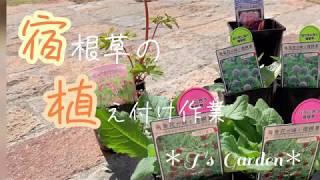 《宿根草の植え付け作業》ガーデニング＊花いっぱいの庭づくり《T's Garden》