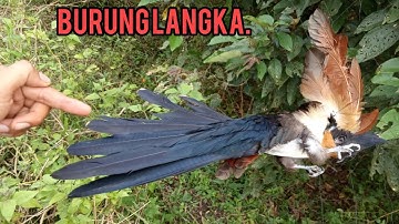 PERANGKAP BURUNG//DENGAN MENGUNAKAN JARING HITAM_BIRY TRAP