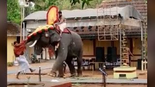 പാപ്പാനെ ചവിട്ടി എറിഞ്ഞു ആന | elephant attack new @Aanakkaryam | Aanakkaryam