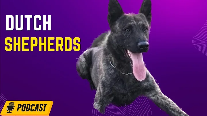Dutch Shepherds - Jennifer & Michael Sparkman from...