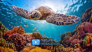 4K Stunning Underwater Wonders - Coral Reefs & Colorful Sea Life + Relaxing 432HZ Music