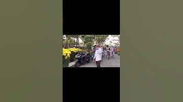 Hoa Cúc Đại Đóa Tết 2025 Ninh Giang Khánh Hòa A NHÀN Chậu D1M2 1M 85 60 40 Xuất Liên Tỉnh #shorts