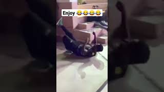 #dance #doggo #doggy #clubmusic #party #meme #industrial #synthwave #funnyanimals #lol #9gag
