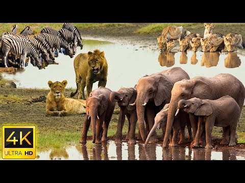 Video: Bvindi necaurlaidīgais nacionālais parks: pilnīgs ceļvedis