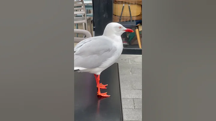 This seagull has a nice colour!🐦😍 #birds #cute #seagull #australia - DayDayNews