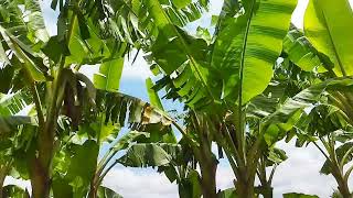 Download Lagu kebun pisang candi Banyuwangi MP3