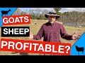 Is Raising Goats and Sheep Profitable?